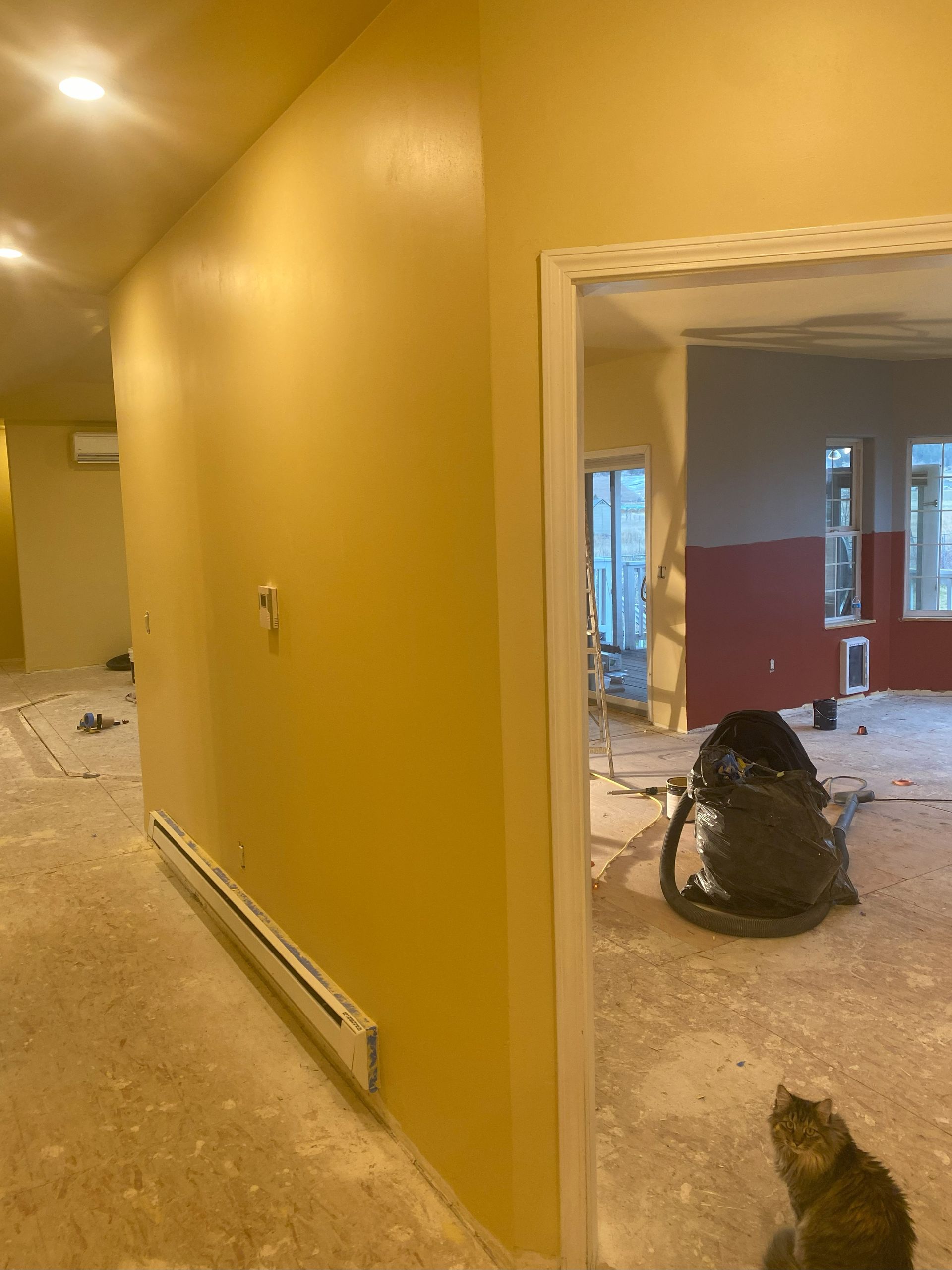 a cat is sitting in a hallway next to a vacuum cleaner .