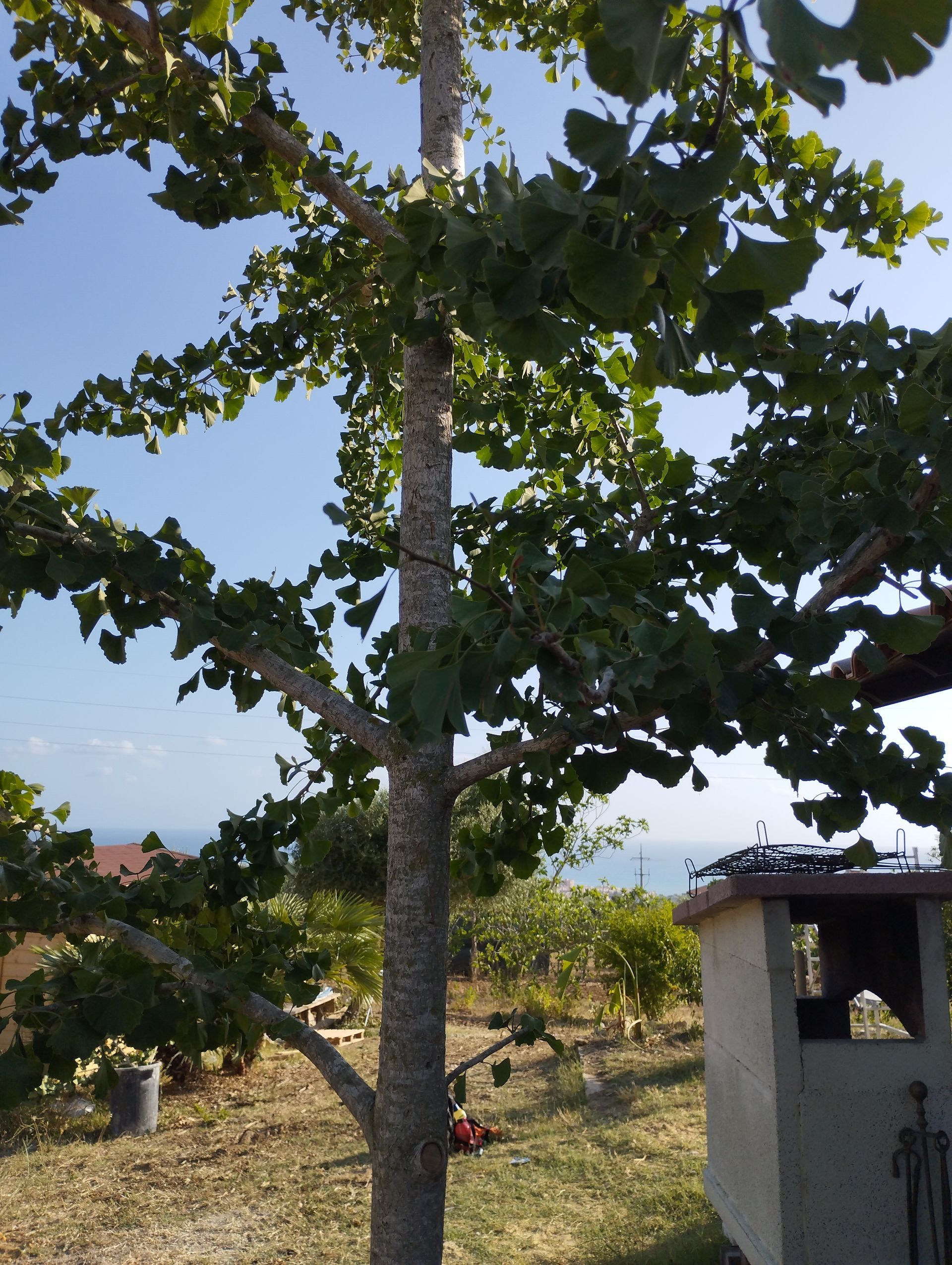 Un albero con tante foglie è in mezzo a un campo