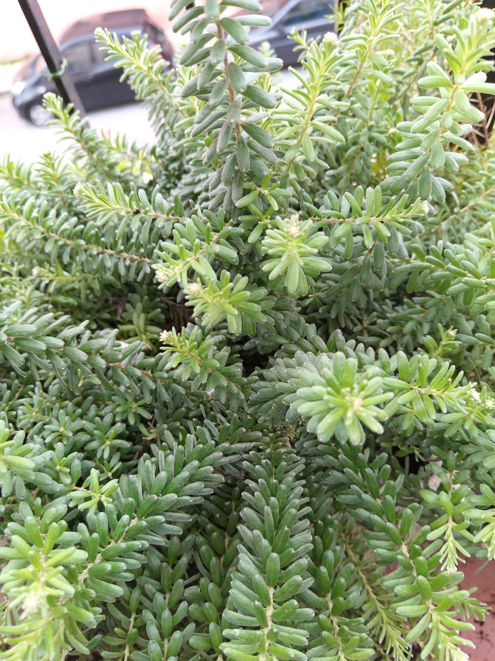 Un primo piano di una pianta verde in un vaso.