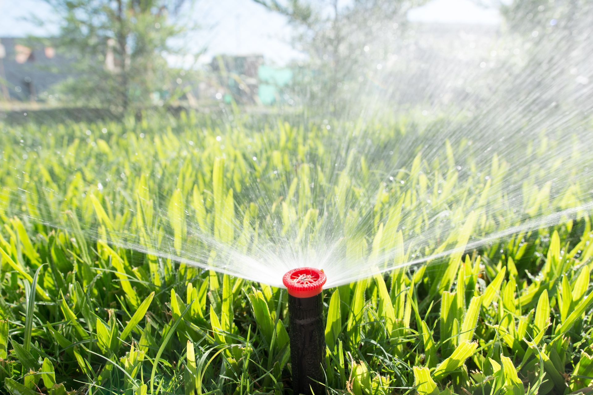 Un irrigatore spruzza acqua su un prato verde rigoglioso.
