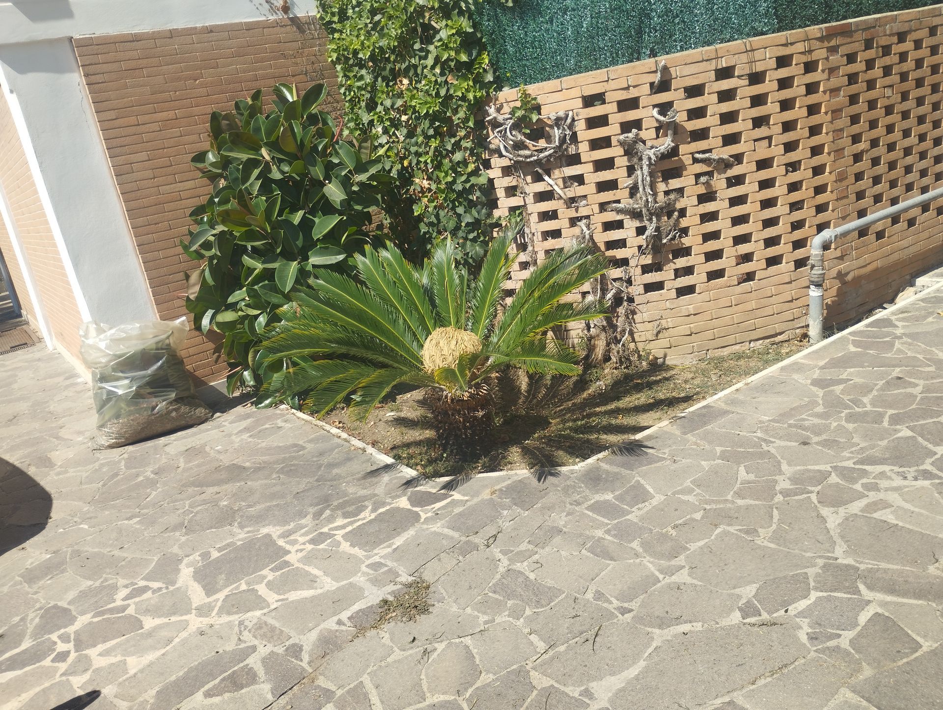 Una palma cresce davanti a un muro di mattoni.