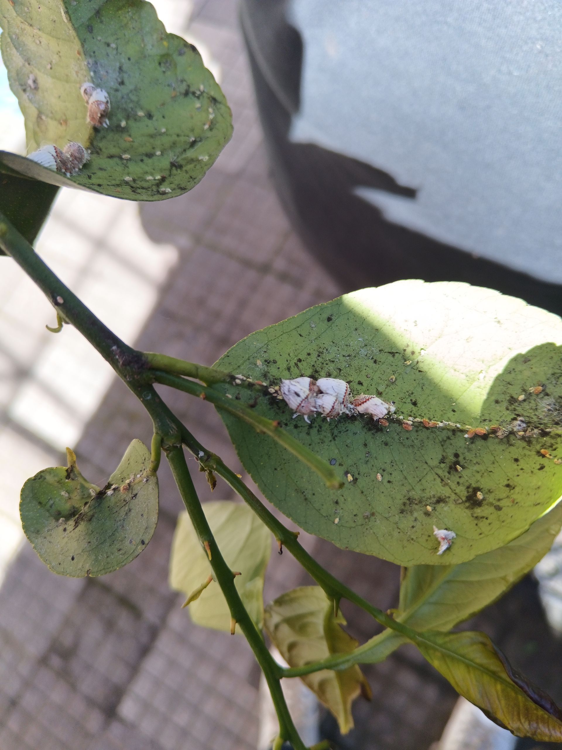 Un primo piano di una foglia verde con insetti sopra