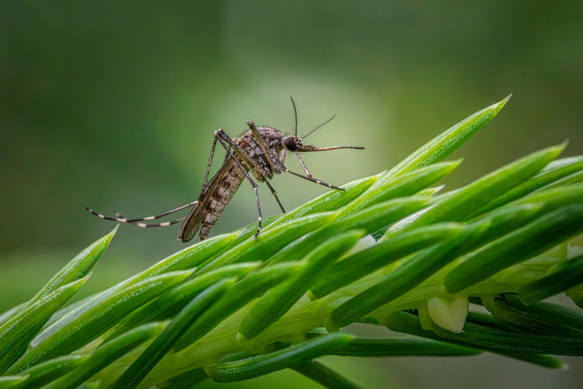 Una zanzara è seduta in cima a una pianta verde.