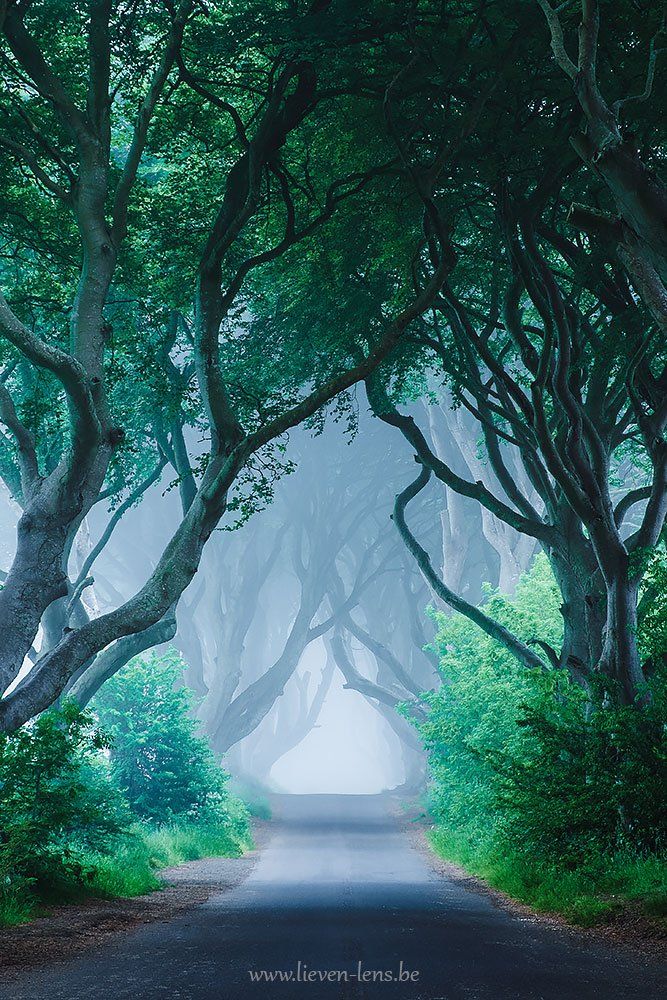Ireland Dark Hedges