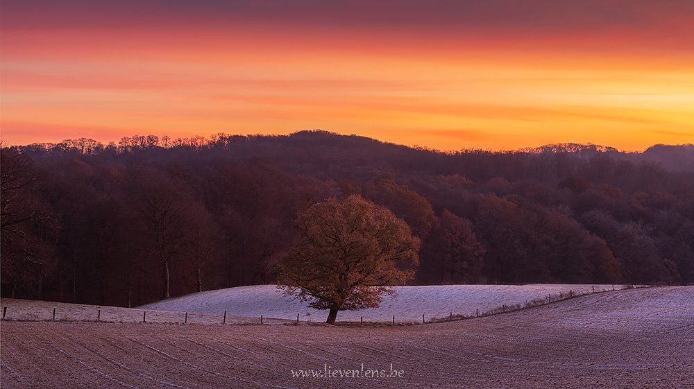 Foto muziekbos Ronse