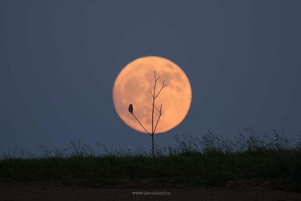 Volle maan in Maarkedal