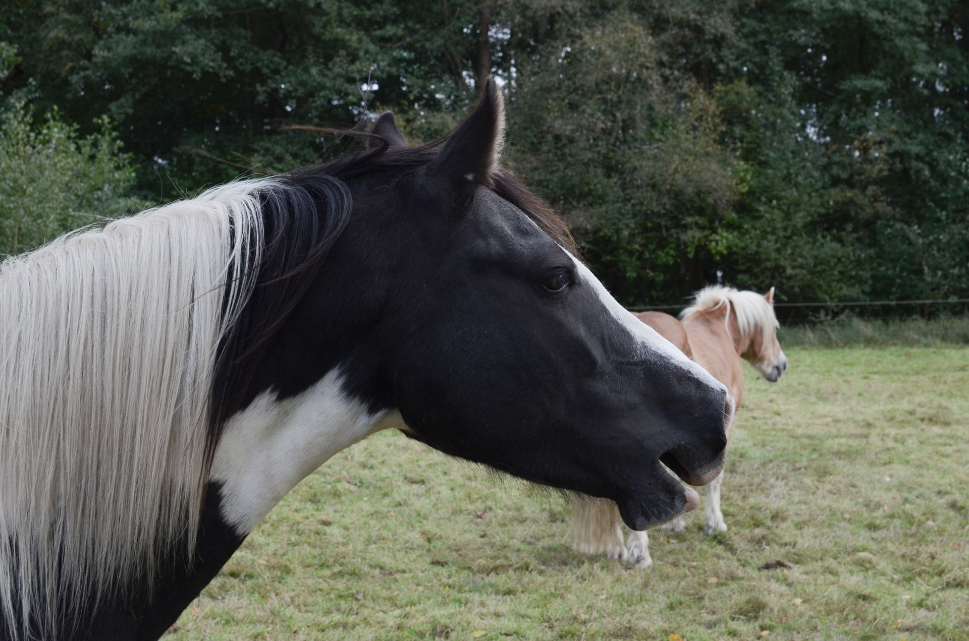 Wieherndes Pferd Ein Pferd blickt zu seinen Herdenmitgliedern und wiehert. Sonderlich aufgeregt scheint es nicht zu sein.