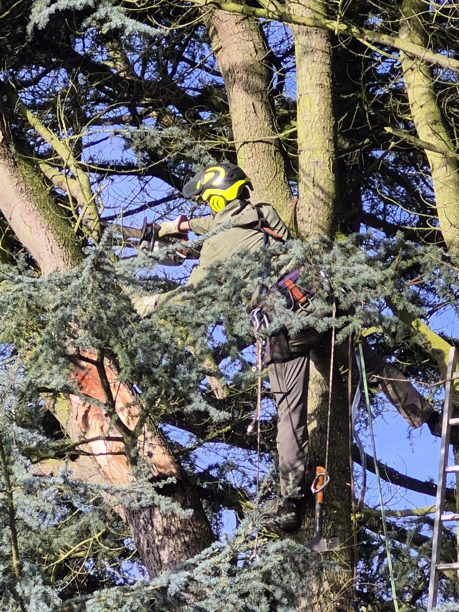 Deux grimpeurs casqués et harnachés évoluent parmi de grands arbres, l'un d'eux utilisant une scie 