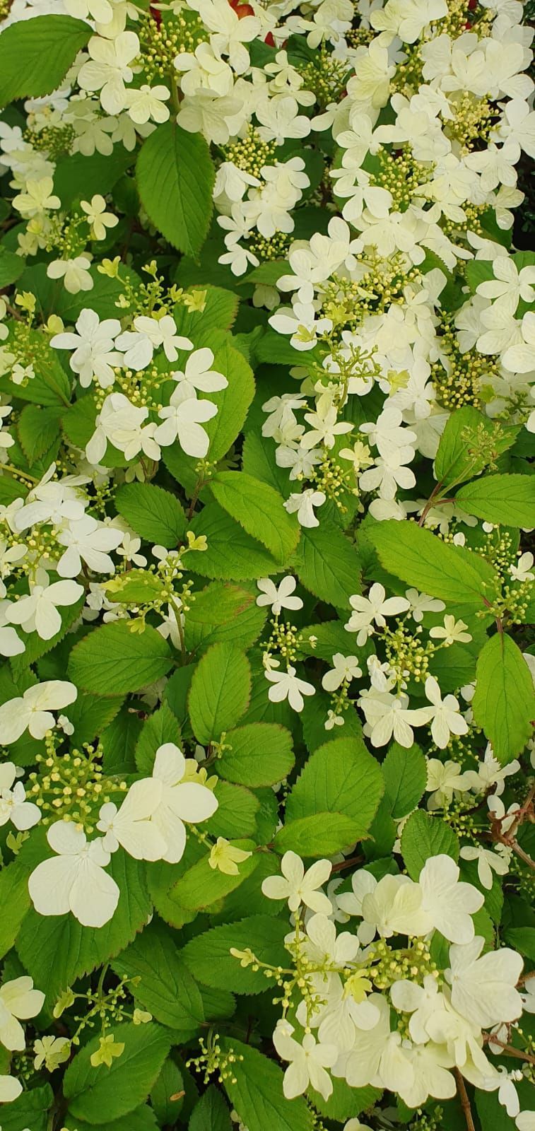 Fleurs blanches et feuilles vertes formant un tapis floral dense