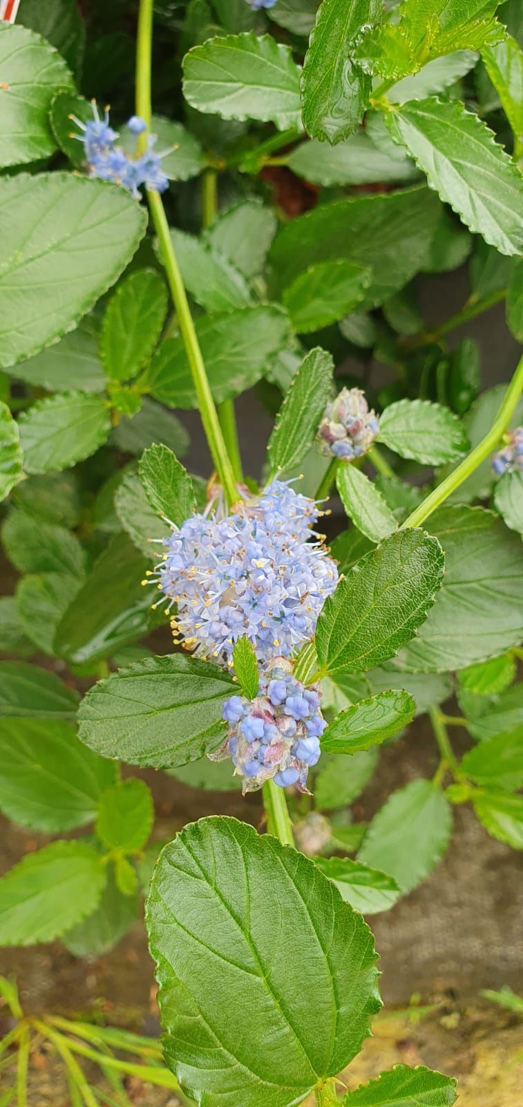 Des grappes de fleurs bleu-violet parmi des feuilles vertes dentelées sur une plante de jardin