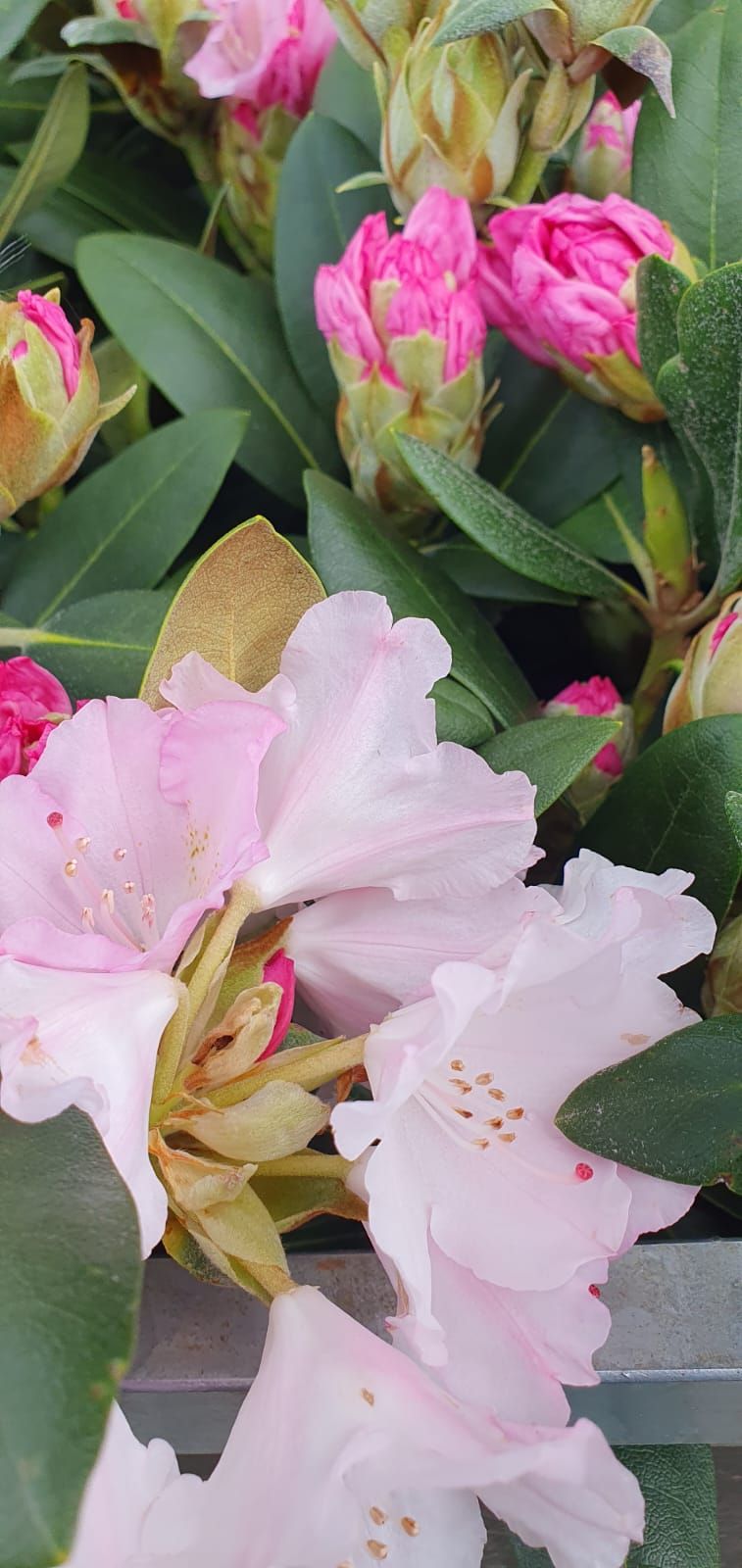 Fleurs de rhododendron roses et blanches à feuilles vertes