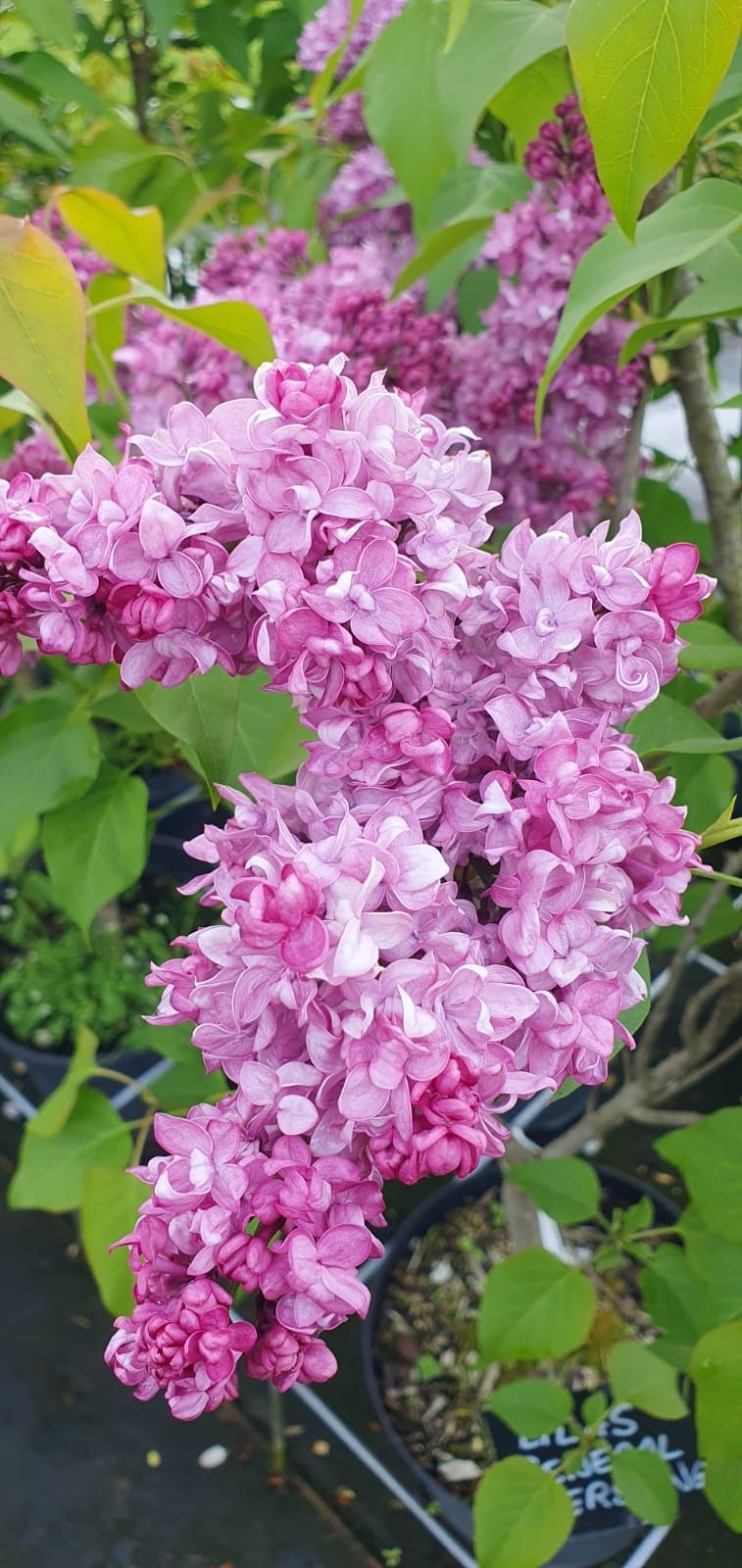 Des fleurs de lilas roses aux feuilles vertes dans un jardin