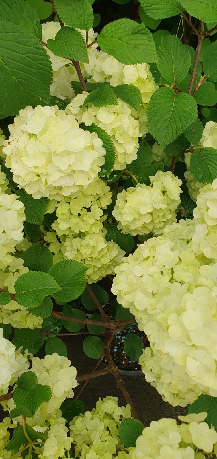 Des hortensias jaune pâle fleurissent parmi les feuilles vertes d'une vigne