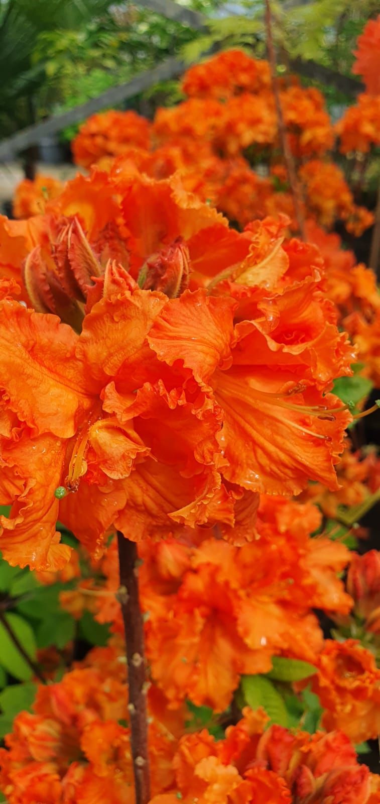 Des fleurs orange vif s'épanouissent sur une branche, emplissant le cadre de couleurs automnales éclatantes.