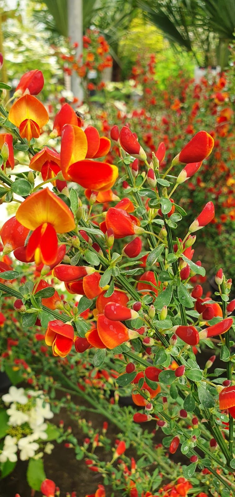 Des fleurs rouges et oranges s'épanouissent en abondance dans un jardin verdoyant.