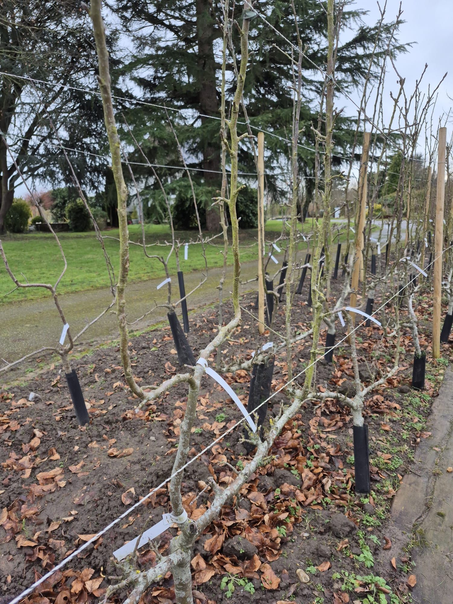 De jeunes arbres sans feuilles, plantés en rangée le long d'un chemin herbeux dans un parc, sont maintenus par des liens de protection blancs et recouverts de feuilles mortes.