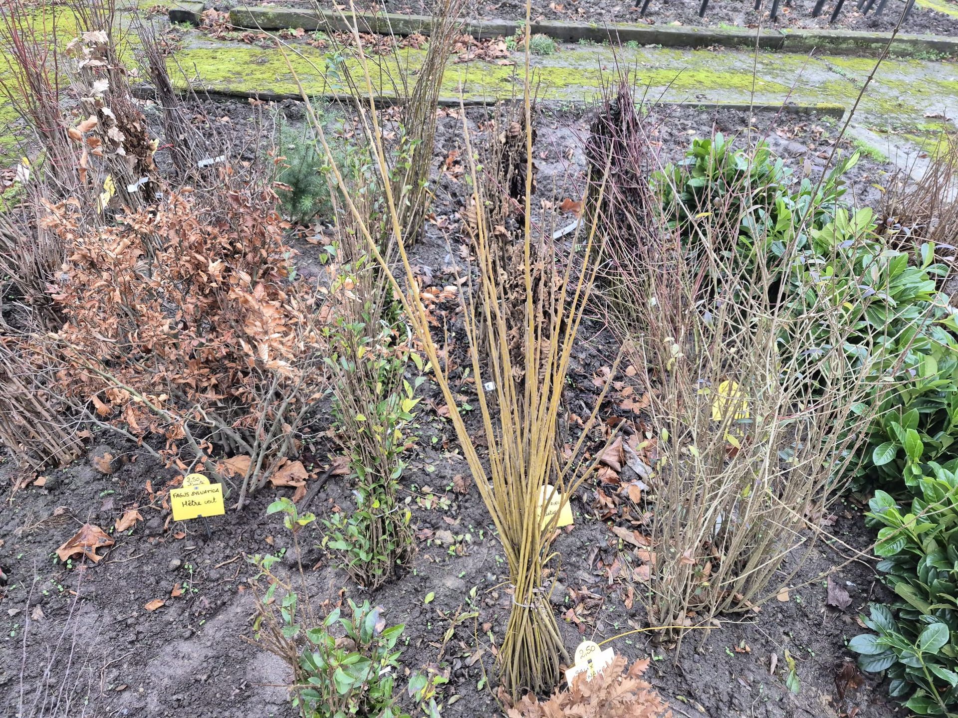 Arbustes et graminées de jardin sans feuilles dans un parterre paillé, avec une étiquette jaune et un chemin de pierres en arrière-plan.