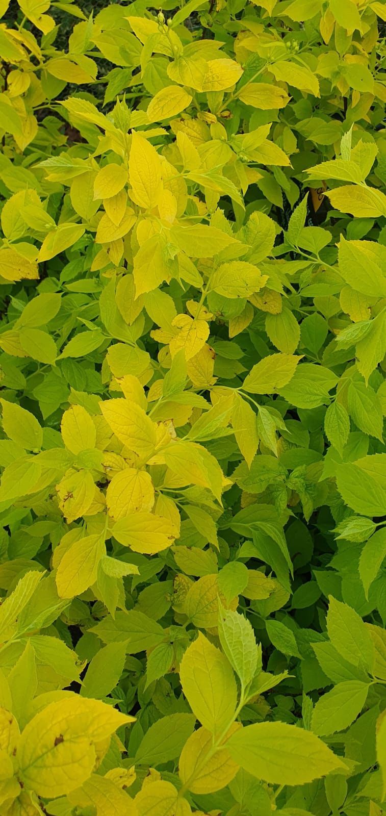 Un dense bouquet de feuilles vert-jaune vif remplit le cadre.