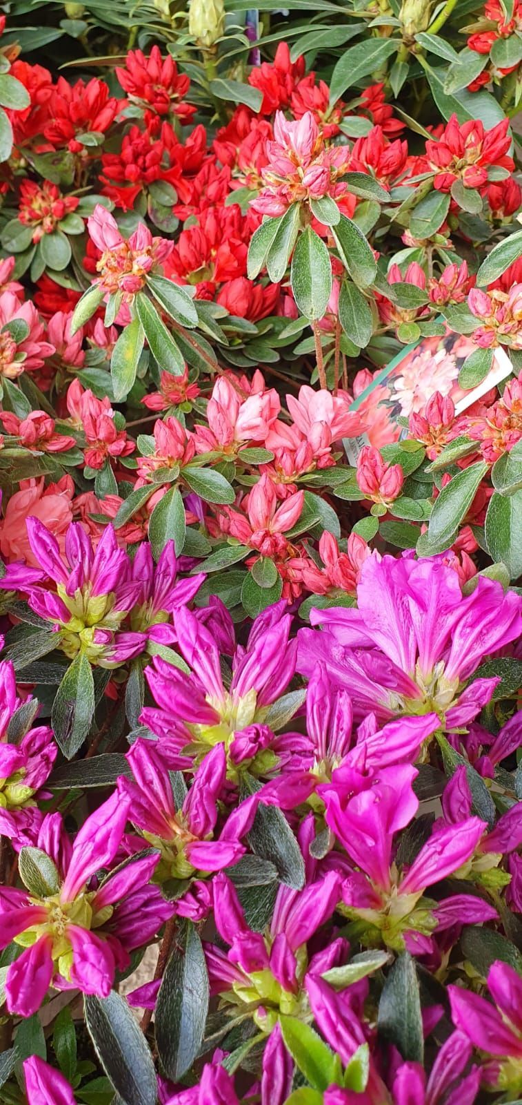 Un bouquet de fleurs rouge vif, roses et violettes avec des feuilles vertes dans un cadre ressemblant à un jardin