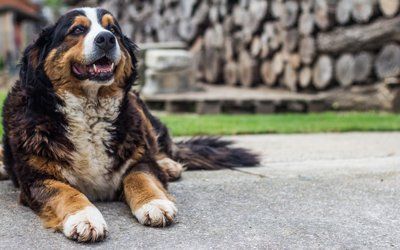 Sylvan Corners Pet Hospital — Dog Visits in Citrus Heights, CA