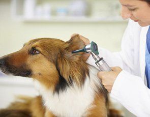 Ears — Veterinarian Cleaning The Dog's Ears in Citrus Heights, CA