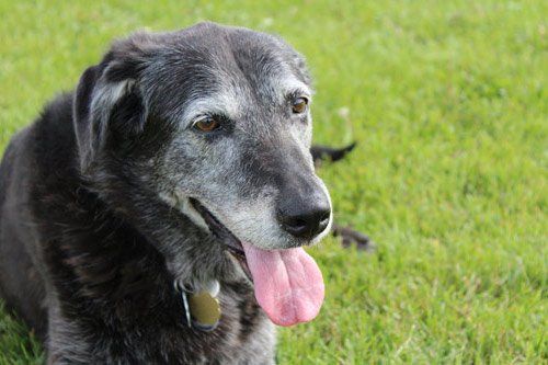 Greyhound — Aged Greyhound in Citrus Heights, CA