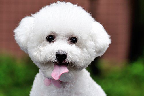 Bichon Frise — Cheerful Dog Breed in Citrus Heights, CA