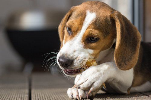 Beagle — Beagle Chewing His Chewing Toy in Citrus, Heights, CA