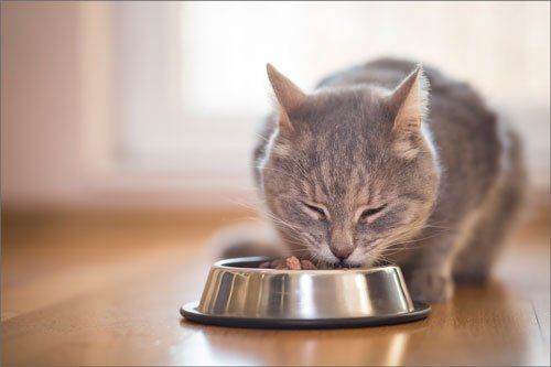 Home — Kitty Eating In The Food Bowl in Citrus Heights, CA