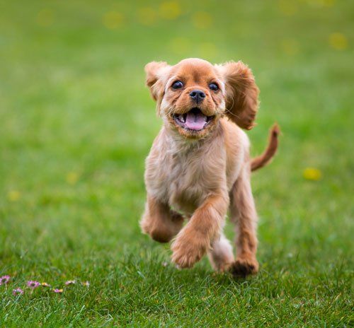 Puppy — Puppy Running In The Grass in Citrus Heights, CA