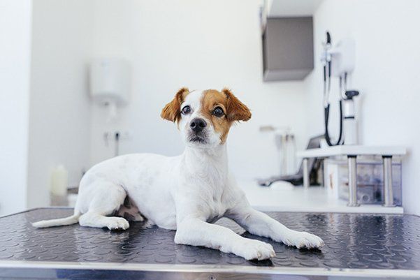 Dog in the Clinic — Citrus Heights, CA — Sylvan Corner Pet Hospital