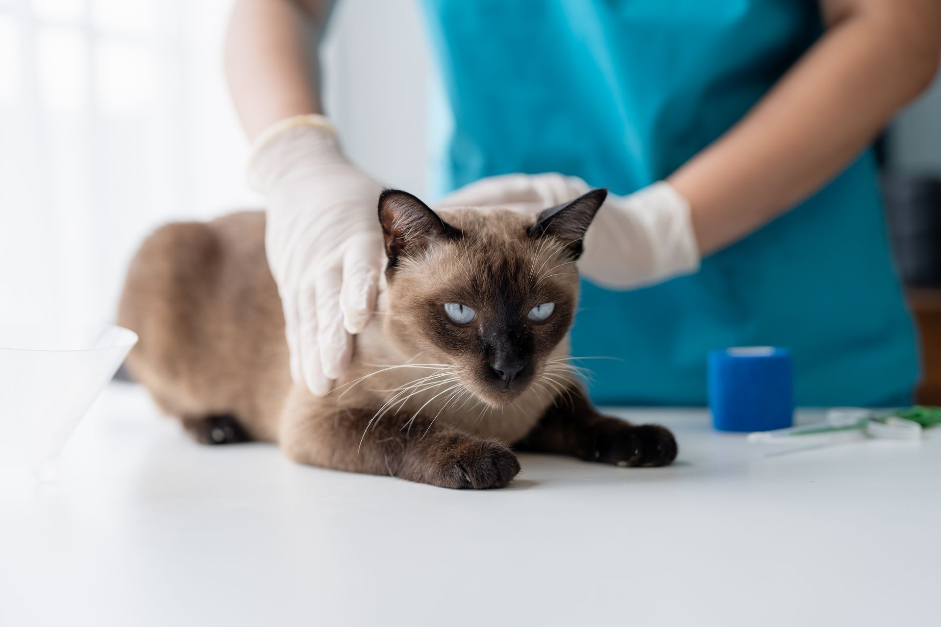 cat at vet's office, being examined by person in blue scrubs and gloves.