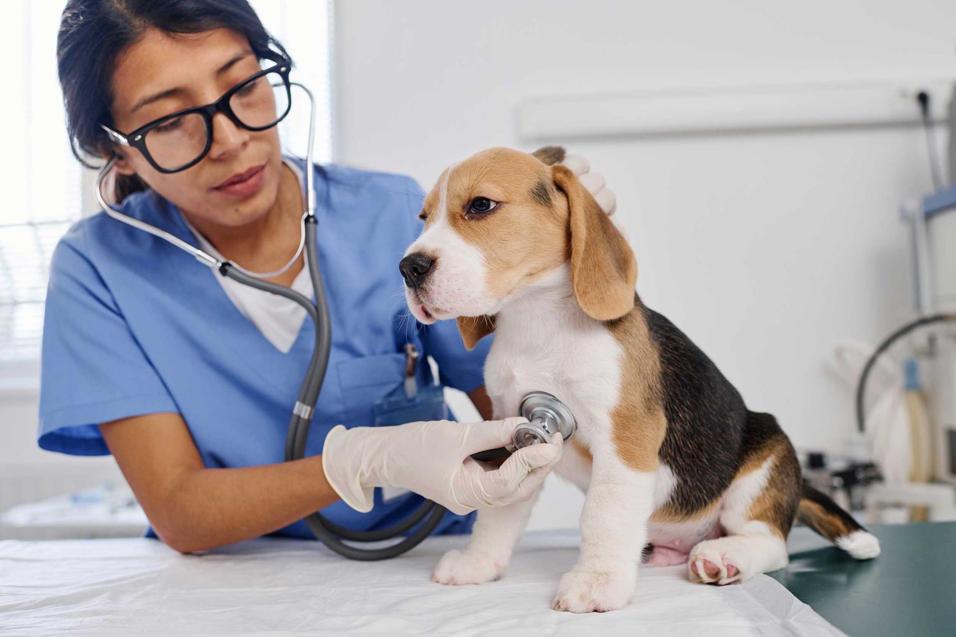 Hispanic woman wearing eyeglasses working as vet in animal hospital.