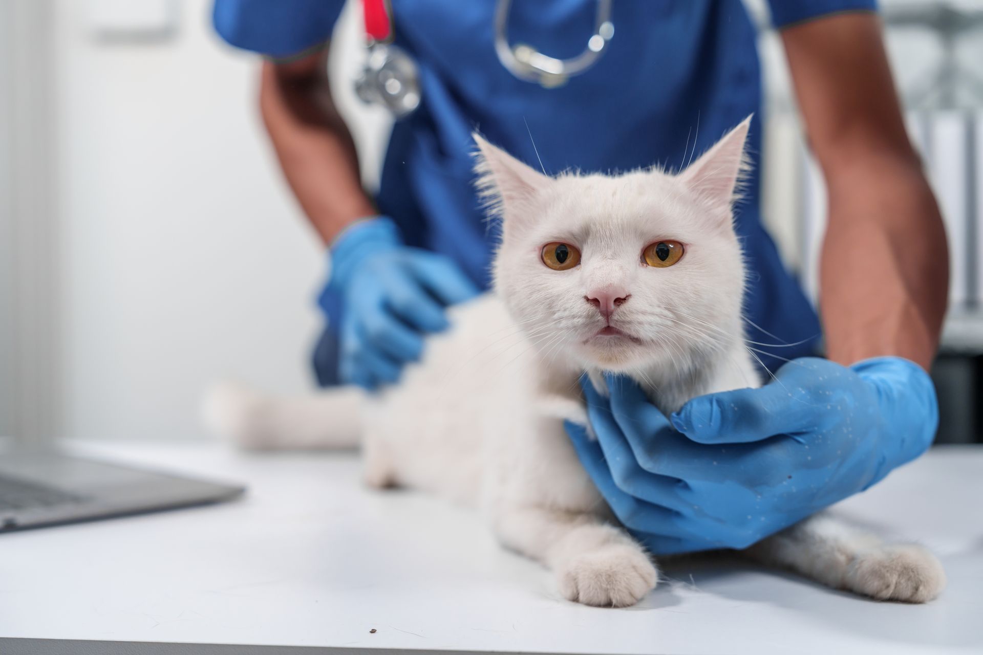 A cat with a serious face on the vet's examination.