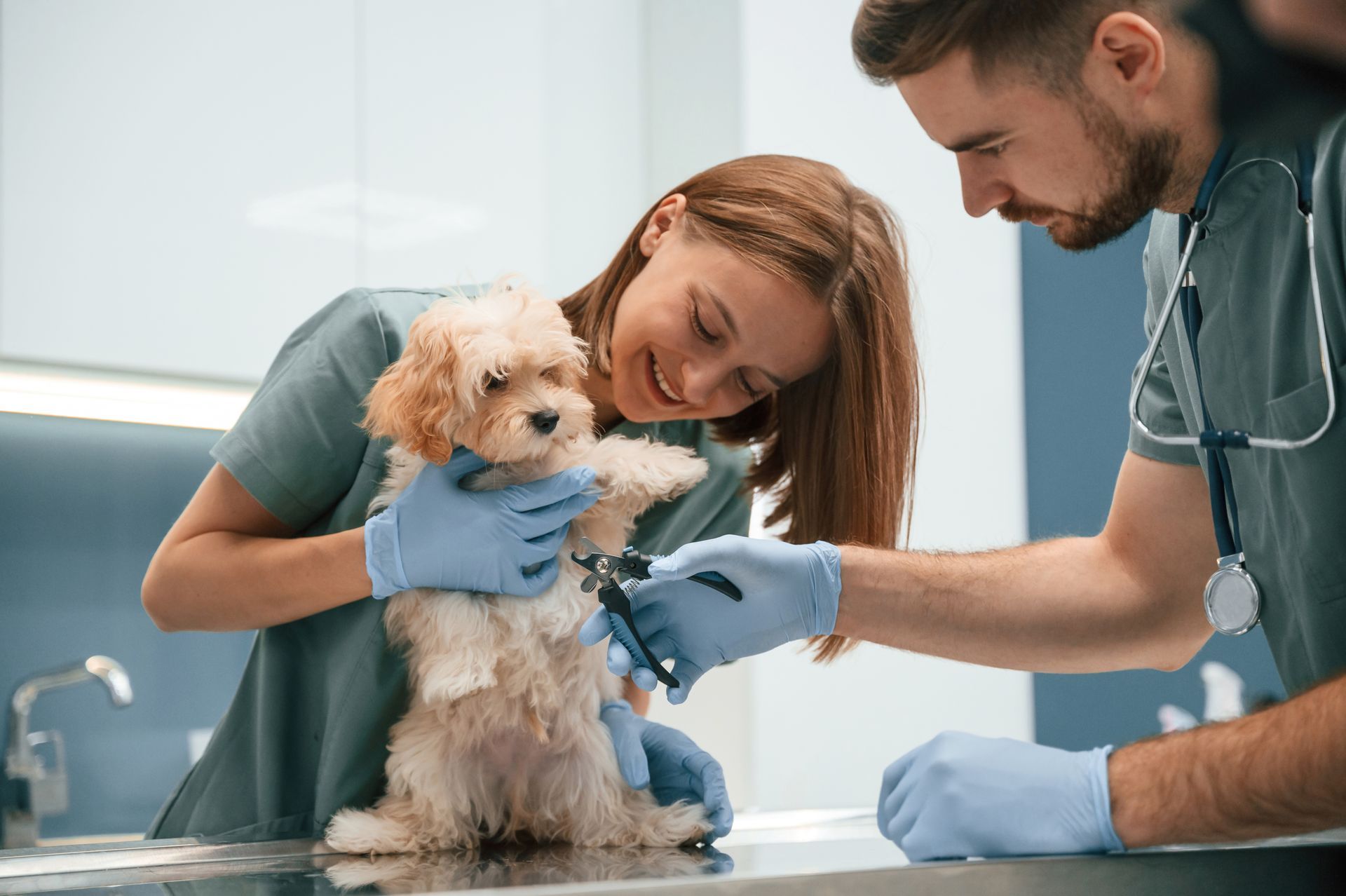 A female veterinarian checks the ear of a golden labradoodle.