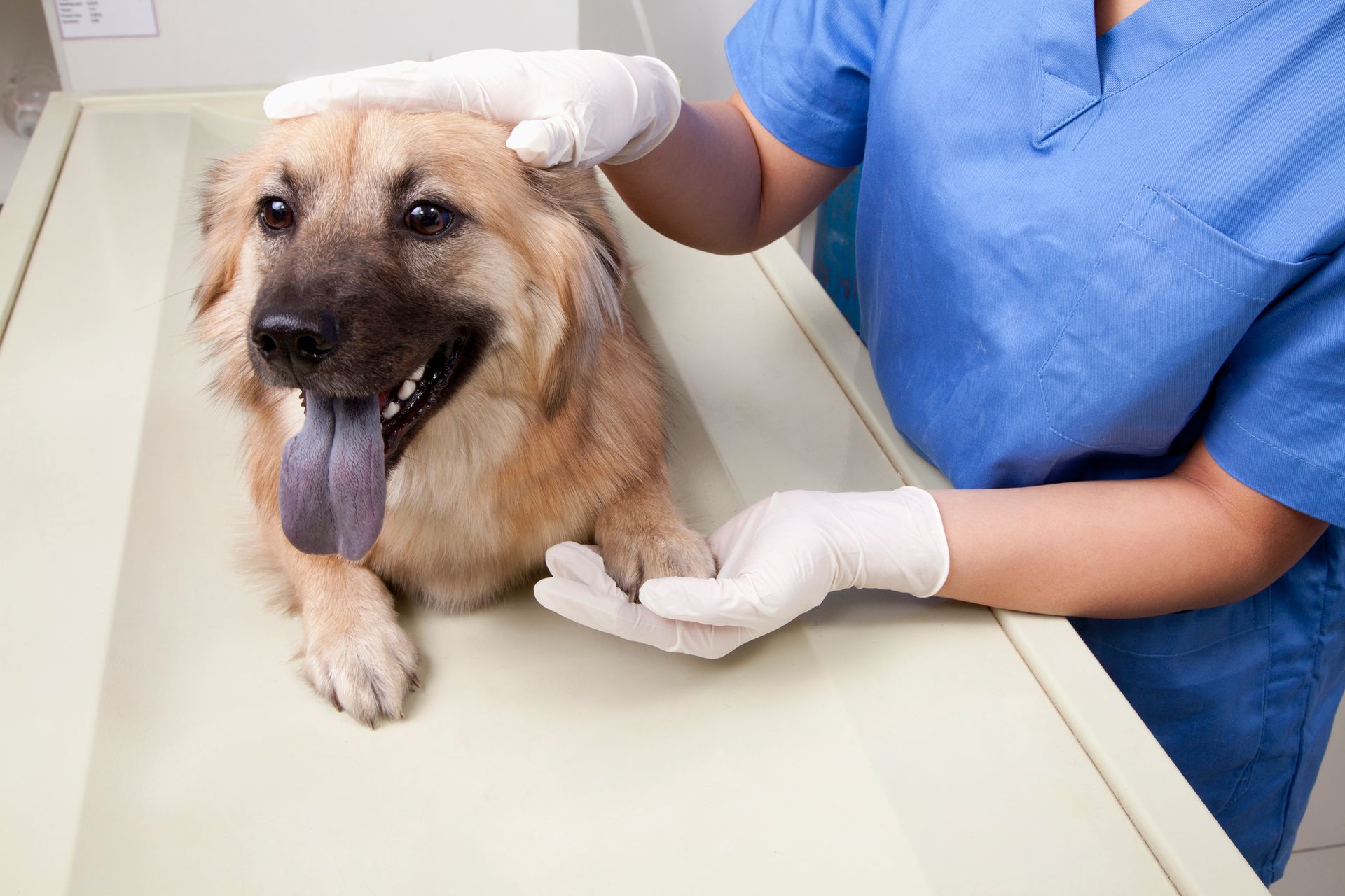 Veterinarian With Dog in Examination Room | Roseville, CA - Sylvan Corners Pet Hospital