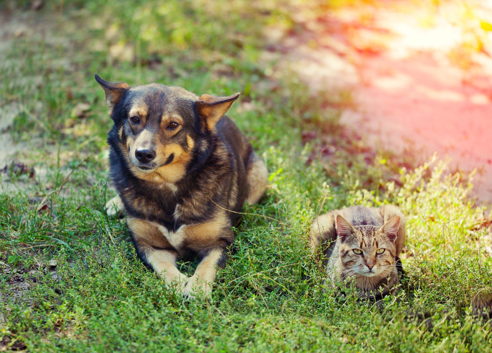 Animals — Cat and Dog on the Grass in Citrus Heights, CA