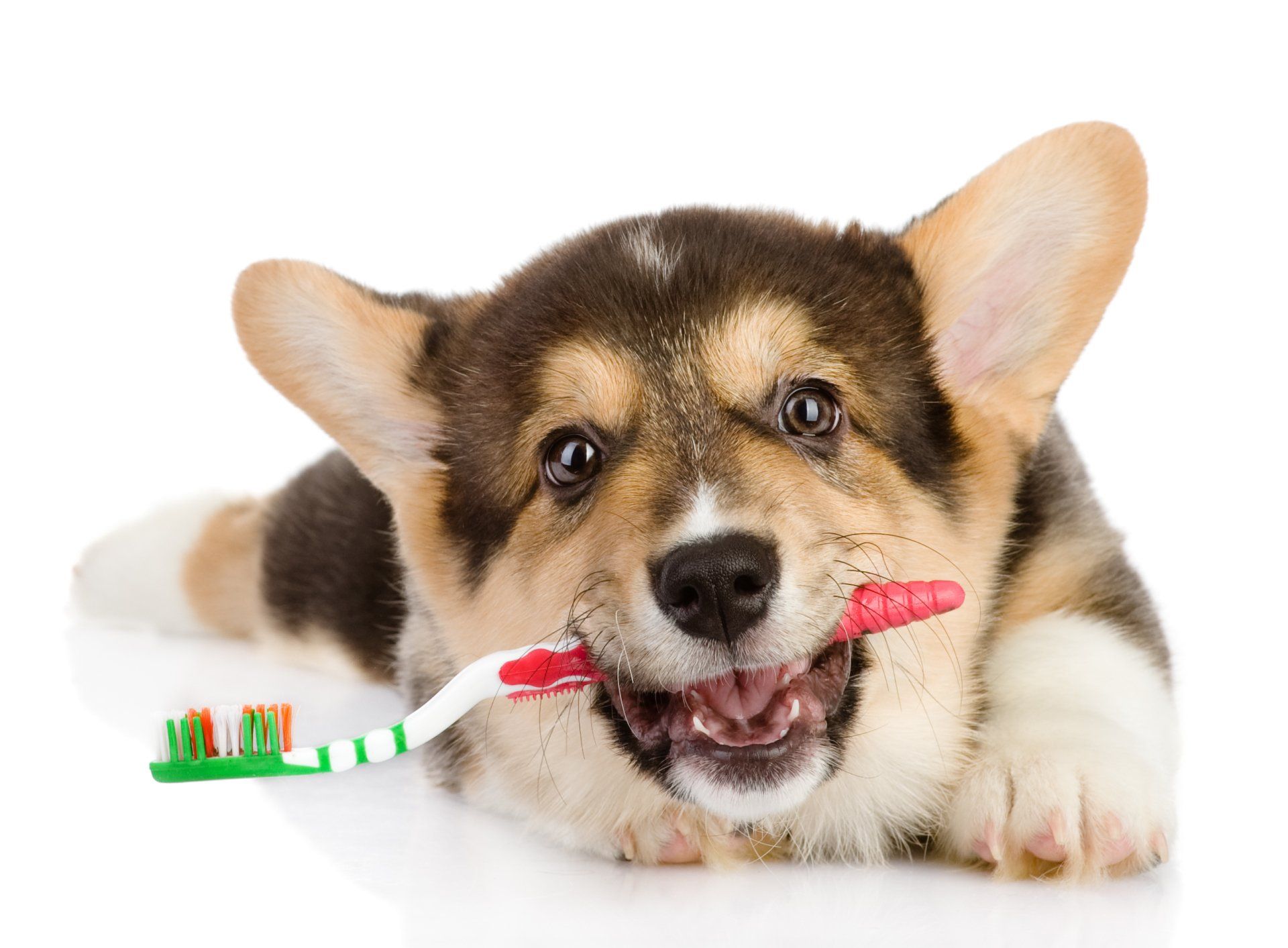 Dog Teeth — Canine Teeth in Citrus Heights, CA