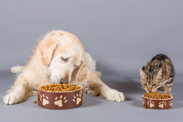 Is it okay to feed your dog cat food best sale