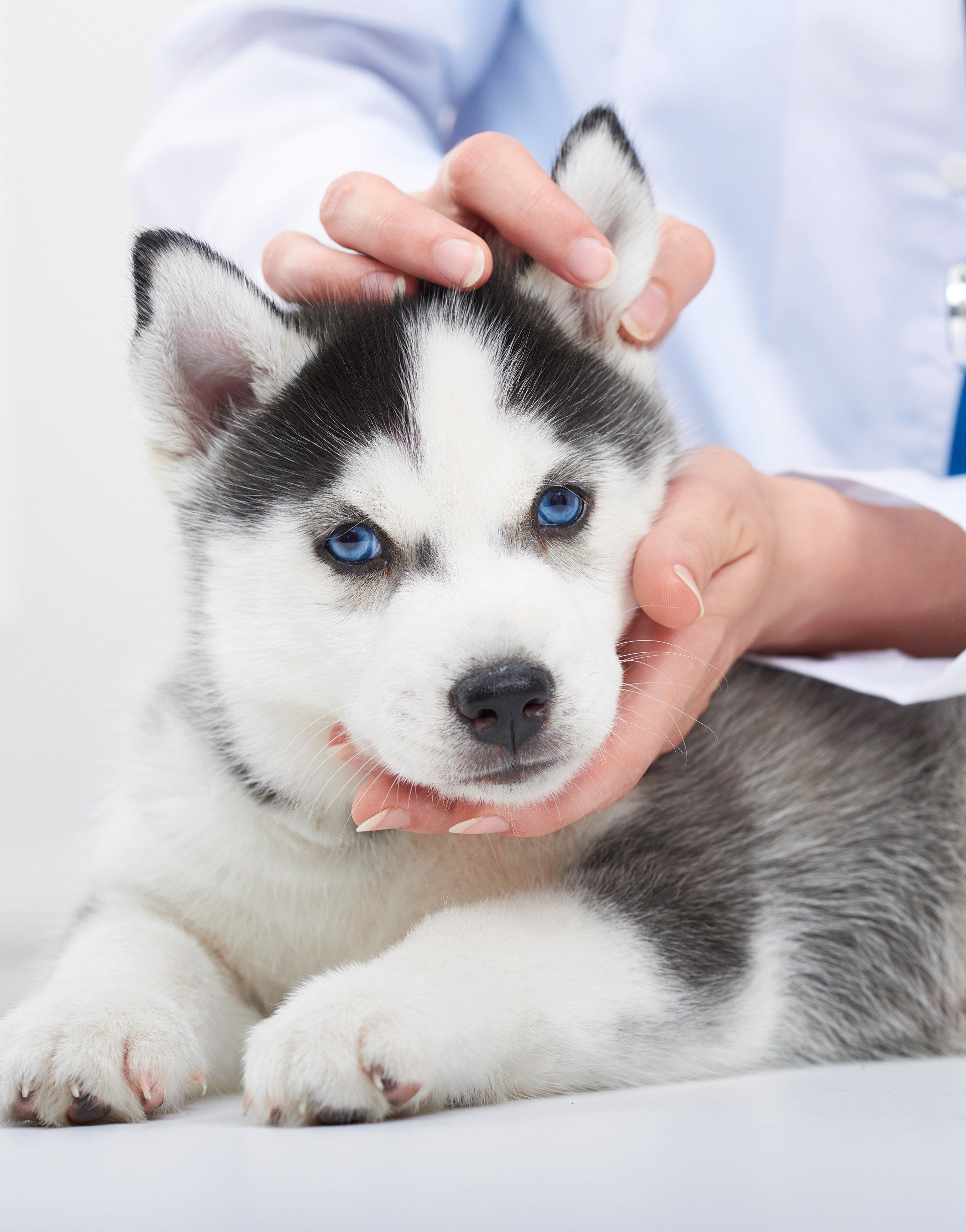 A dog being examined at our veterinarian hospital in Fair Oaks, CA A dog being examined at our veterinarian hospital in Fair Oaks, CA