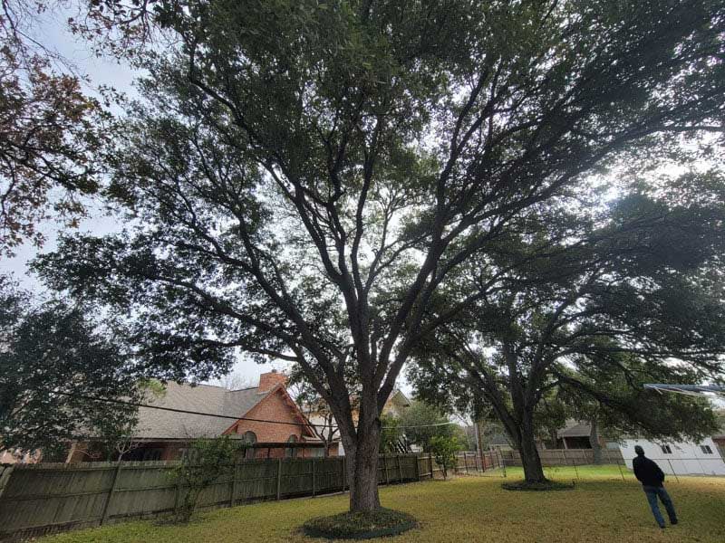 Tree removal — San Antonio, TX — Robert's Tree Care