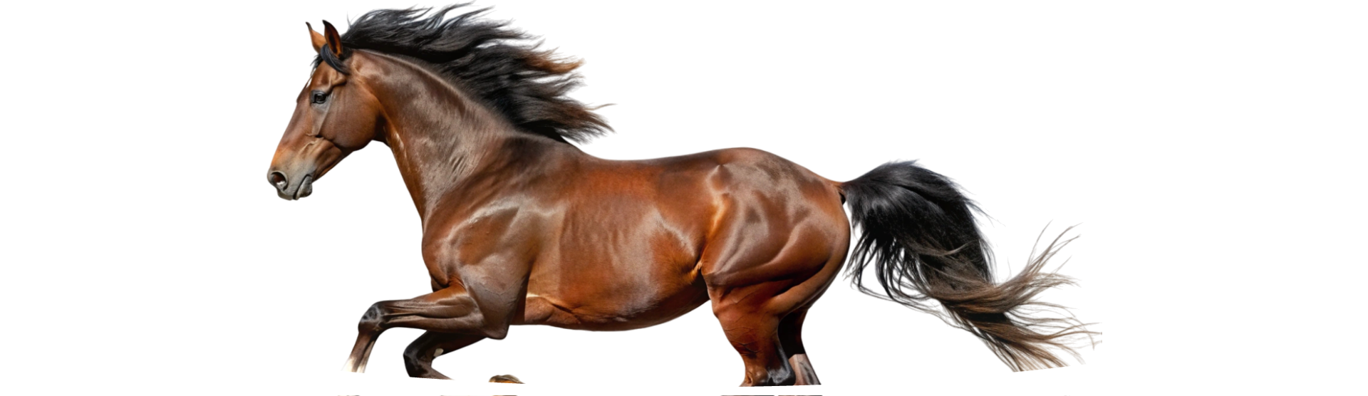 A brown horse.