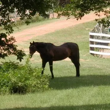A black horse is standing in a grassy field.