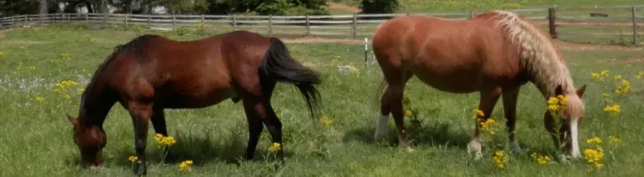 Two horses are grazing in a grassy field.