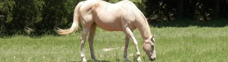 A white horse is grazing in a grassy field