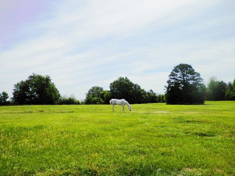 A white horse is grazing in a grassy field