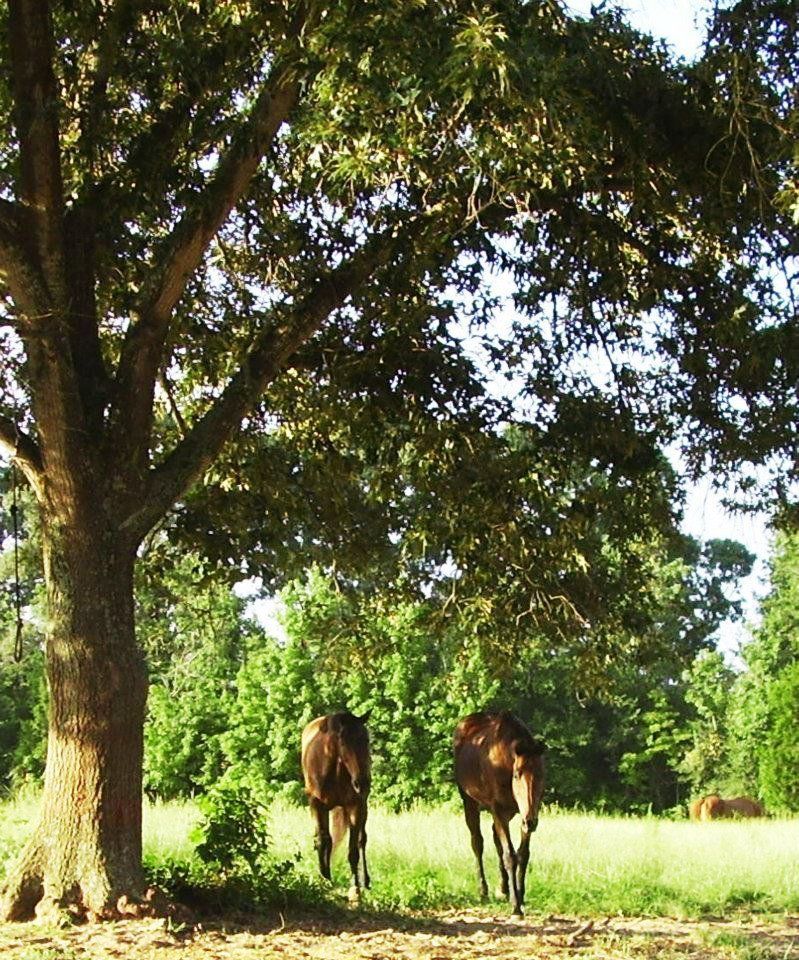 Two horses standing under a tree in a field