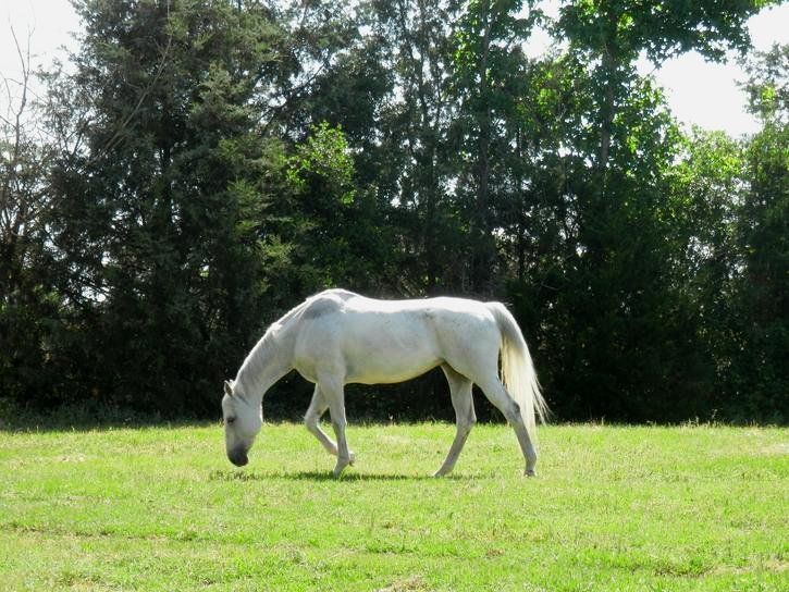 A white horse is grazing in a grassy field
