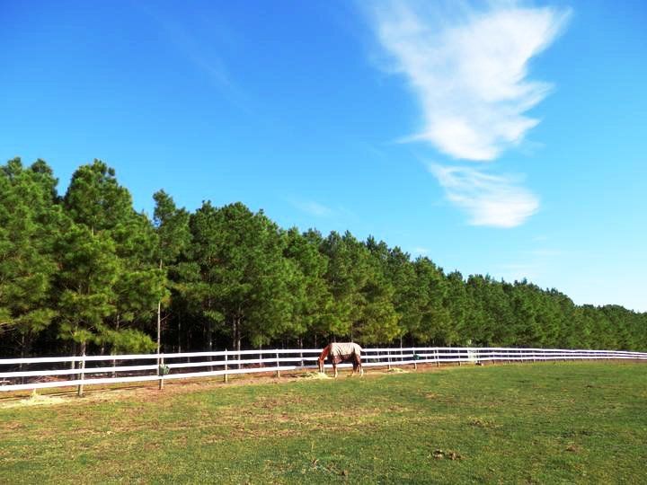 A horse is grazing in a field.