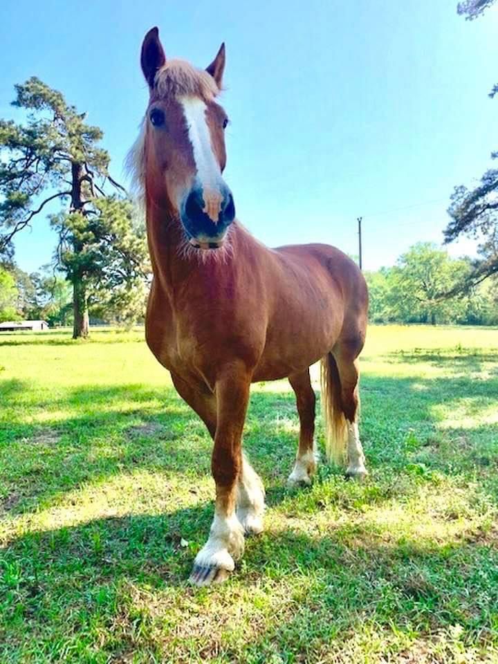 A brown horse with a white nose is standing in a grassy field.